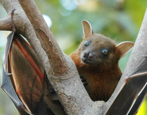 Dedetização de Morcegos no Pacaembu