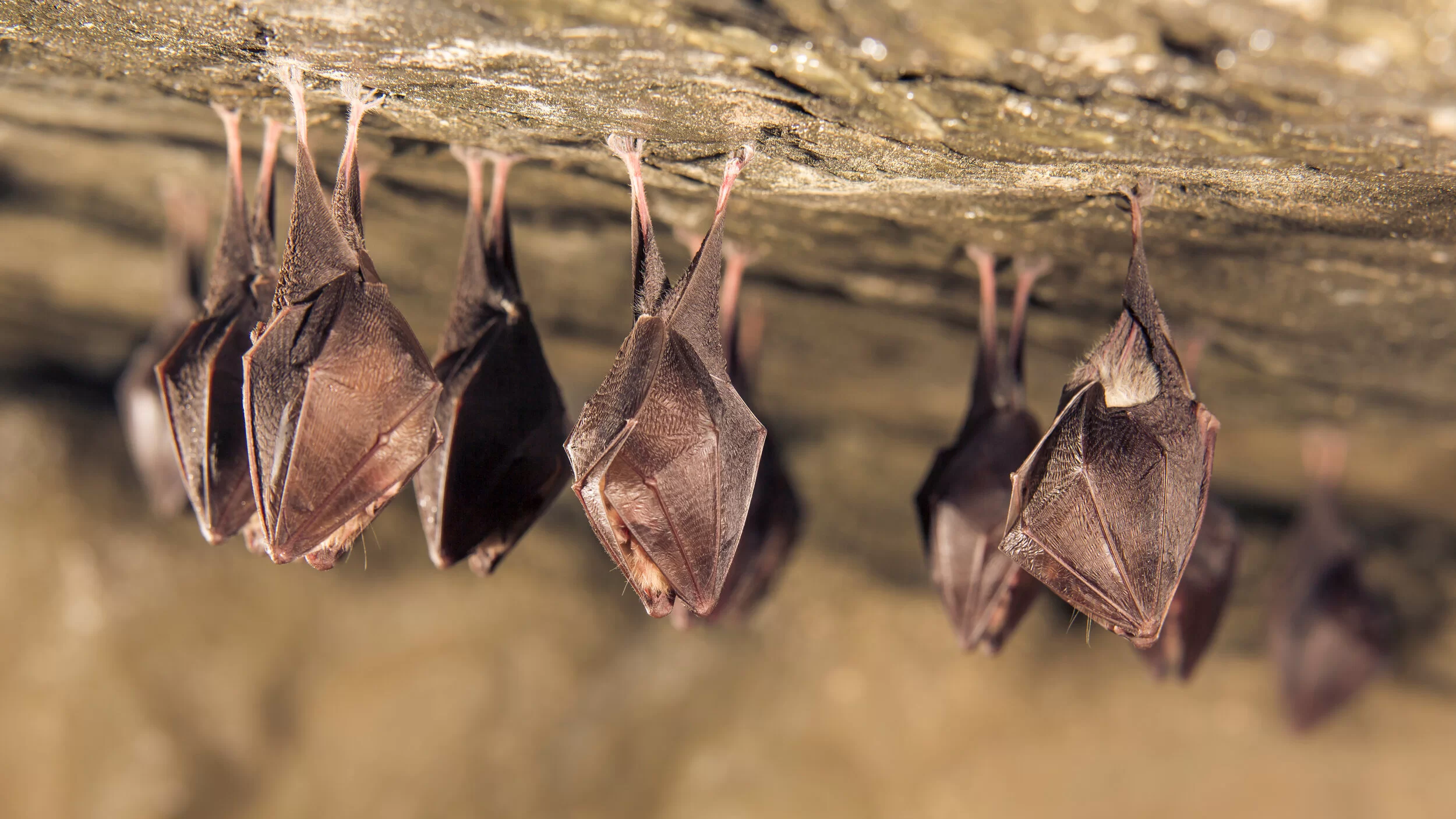 Dedetização de Morcegos no Ibirapuera